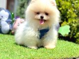 Beautiful Face Pomeranian Boo