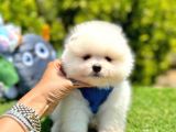 Teddy Bear Pomeranian