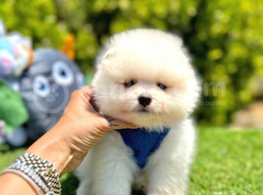 Teddy Bear Pomeranian görsel