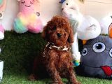 Dark  Brown  Poodle 