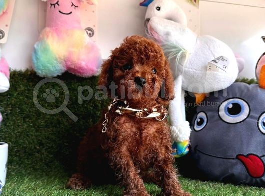 Dark  Brown  Poodle  görsel