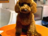 6 AYLIK ERKEK TOY POODLE YAVRUMUZ