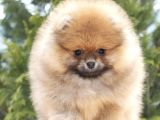 POMERANİAN BOO YAVRULAR