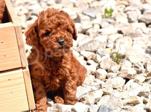 Poodle Hayat
