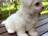 Bal Küpü Maltese