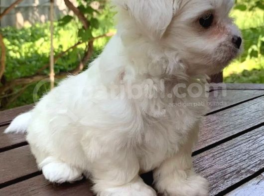 Bal Küpü Maltese görsel