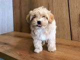 Bal küpü Maltese