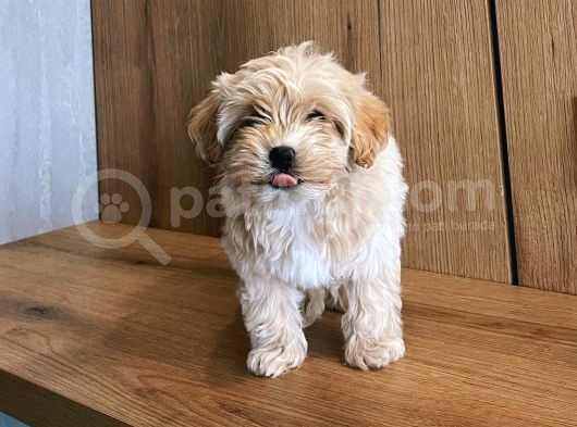 Bal Küpü Maltese