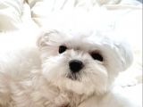 kar beyazı maltese terrier bebekler