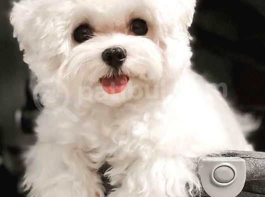 Kar Beyazı Maltese Terrier Bebekler görsel
