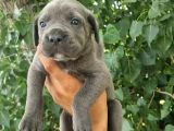 Irk ve sağlık garantili Blue-siyah cane corso yavrularım