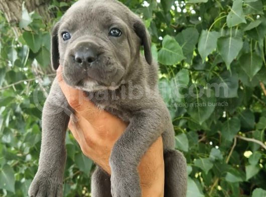 Irk Ve Sağlık Garantili Blue-Siyah Cane Corso Yavrularım