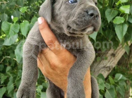 Irk Ve Sağlık Garantili Blue-Siyah Cane Corso Yavrularım görsel