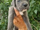 Irk Ve Sağlık Garantili Blue-Siyah Cane Corso Yavrularım