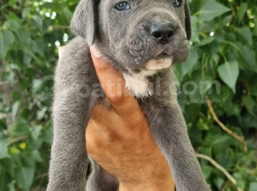 Irk Ve Sağlık Garantili Blue-Siyah Cane Corso Yavrularım görsel