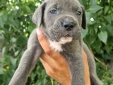 Irk Ve Sağlık Garantili Blue-Siyah Cane Corso Yavrularım