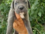 Irk Ve Sağlık Garantili Blue-Siyah Cane Corso Yavrularım