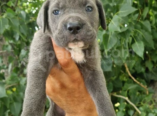 Irk Ve Sağlık Garantili Blue-Siyah Cane Corso Yavrularım görsel