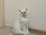 Beyazgold Chinchilla Yavrularımız