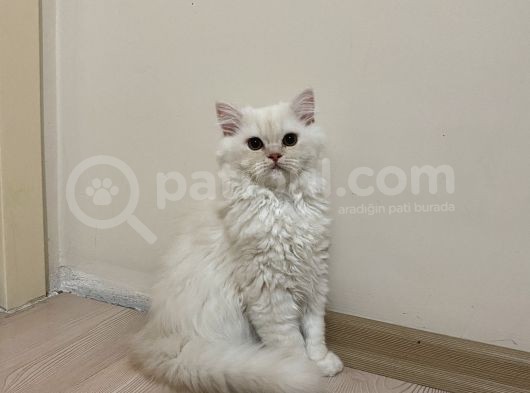 Beyazgold Chinchilla Yavrularımız görsel