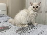 Beyazgold Chinchilla Yavrularımız