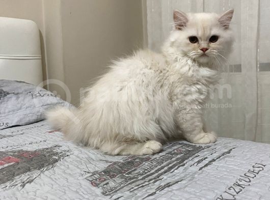 Beyazgold Chinchilla Yavrularımız görsel
