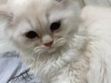 Beyazgold Chinchilla Yavrularımız