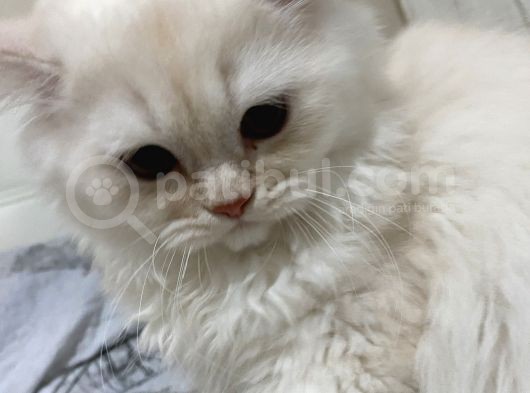Beyazgold Chinchilla Yavrularımız görsel