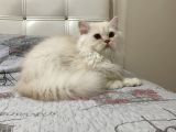 BeyazGold Chinchilla Yavrularımız