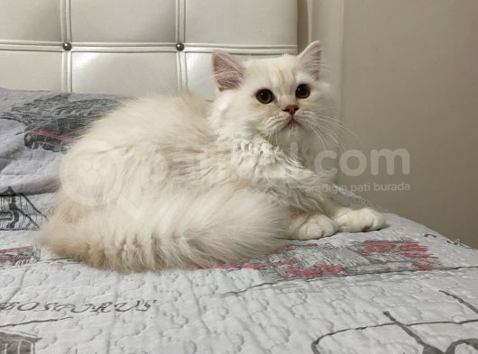 Beyazgold Chinchilla Yavrularımız
