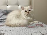 Beyazgold Chinchilla Yavrularımız