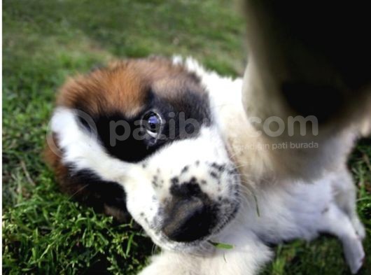 Saint Bernard Yavrularımız Bursa Türkiye Tüm İller Ve Avrupaya  Gönderim Mevcuttur görsel
