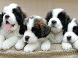 Saint Bernard Yavrularımız Bursa Türkiye Tüm İller Ve Avrupaya  Gönderim Mevcuttur