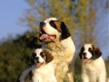 Saint Bernard Yavrularımız Bursa Türkiye Tüm İller Ve Avrupaya  Gönderim Mevcuttur
