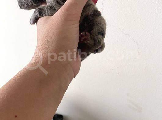 French Bulldog görsel