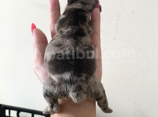 French Bulldog görsel