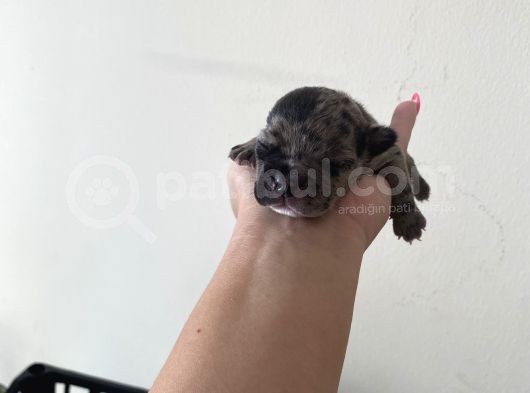 French Bulldog görsel