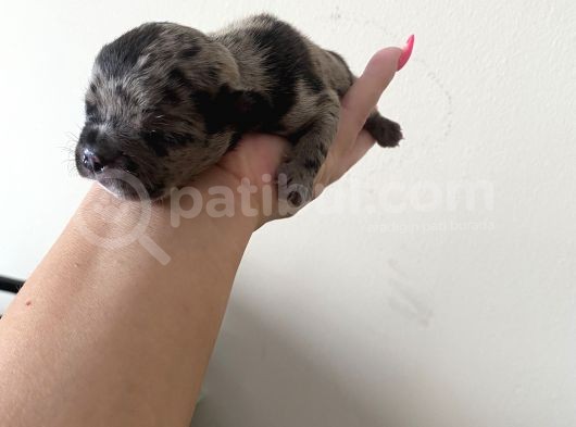 French Bulldog görsel