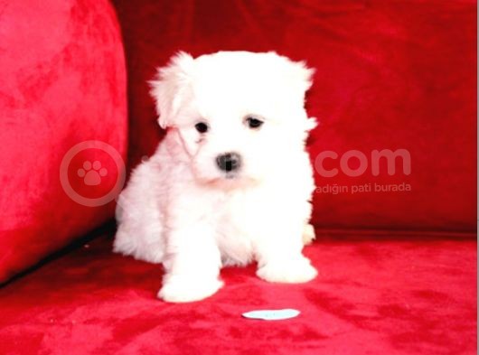 Maltesse Terri̇er  