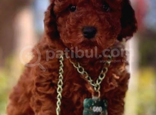 Poodle Hayat görsel