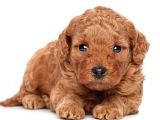 Poodle Hayat