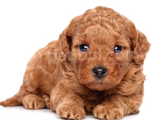 Poodle Hayat görsel