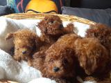 Gerçek Kore Poodle Bebekler