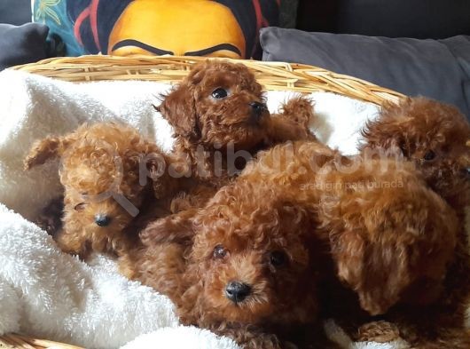 Gerçek Kore Poodle Bebekler görsel
