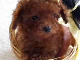 Gerçek Kore Poodle Bebekler