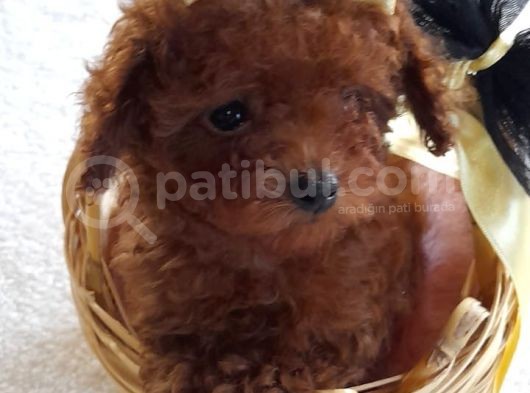 Gerçek Kore Poodle Bebekler görsel