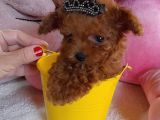Gerçek Kore Poodle Bebekler