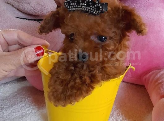 Gerçek Kore Poodle Bebekler görsel