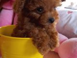 Gerçek Kore Poodle Bebekler