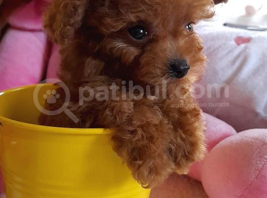 Gerçek Kore Poodle Bebekler